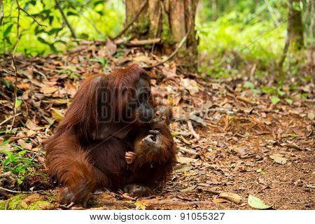 Mother orangutan holding her baby in Borneo forest