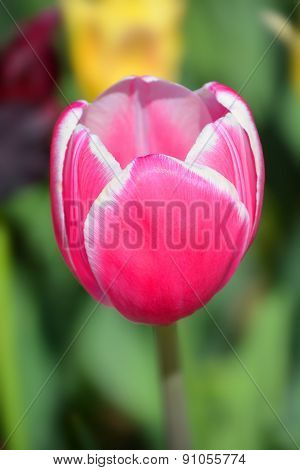 The tulip