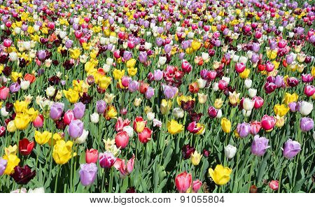 The tulip