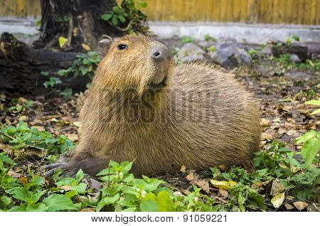 Capybara