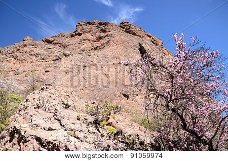 Volcanic Rock Basaltic Formation in Gran Canaria