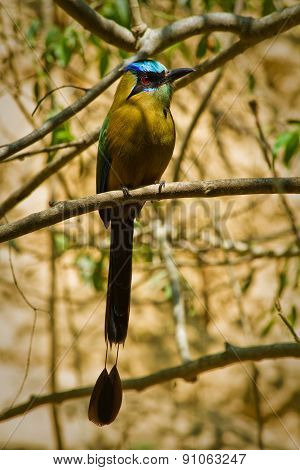 Beautiful blue crowned motmot bird