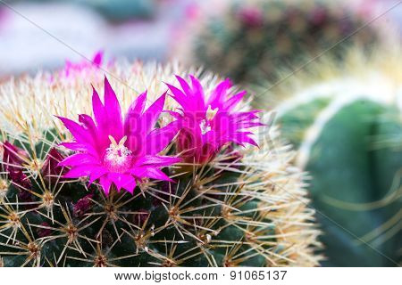 Close up of pink cactus flower on blur backgroubd