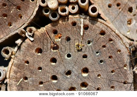 Insect Hotel