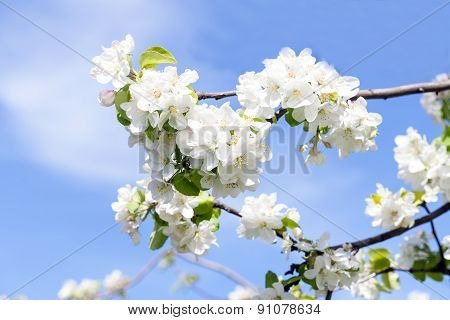spring flower