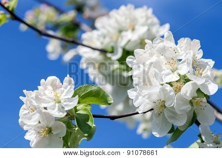 spring flower