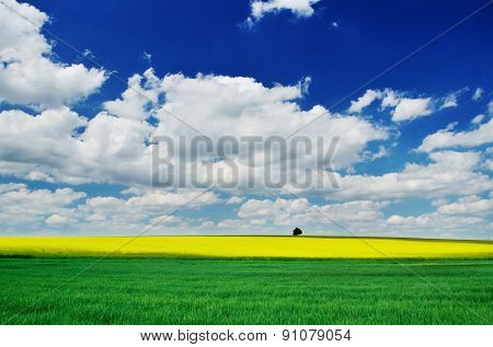Alone Tree on yellow and green spring field