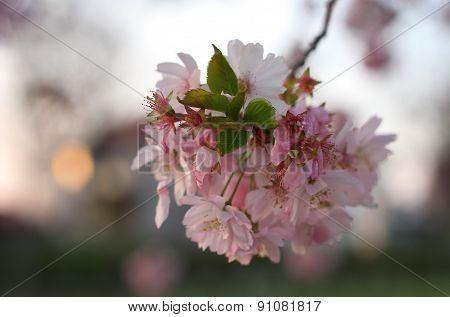 Sakura cherry flower (Prunus serrulata)
