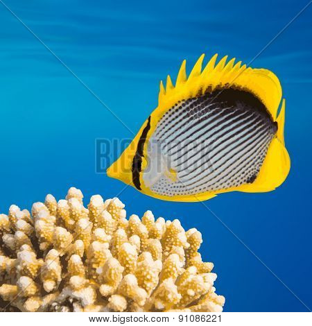 Tropical Fish and Coral Reef on Red Sea, vector EPS 8