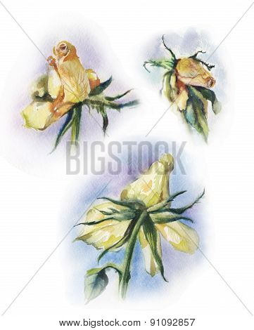 Set Of Withered Roses Watercolor