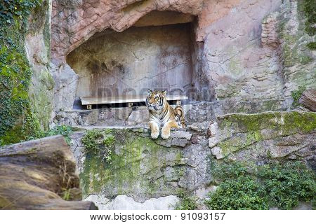 Bengal Tiger