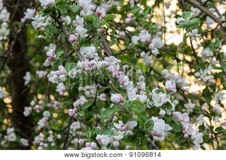 Flowering Fruit Tree