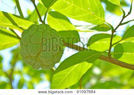 Sugar apple
