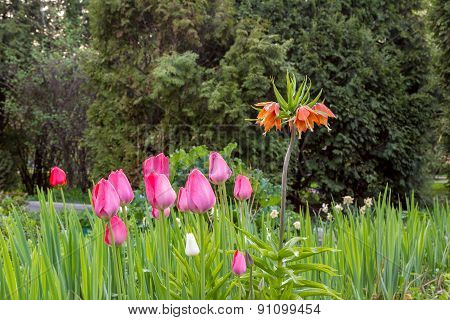 Flowers And Plants