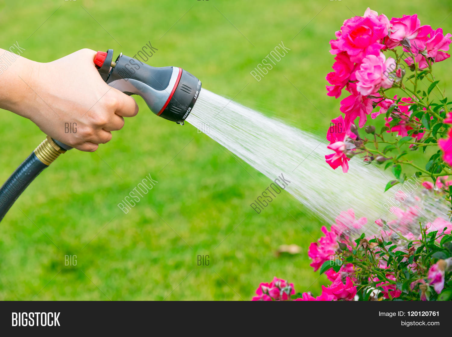 Watering Garden Image & Photo (Free Trial) Bigstock