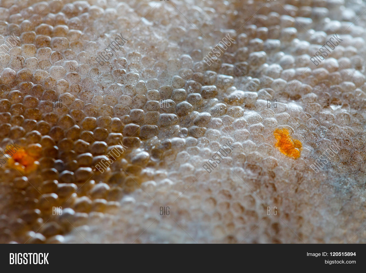 Flounder Fish Texture Image & Photo (Free Trial) Bigstock