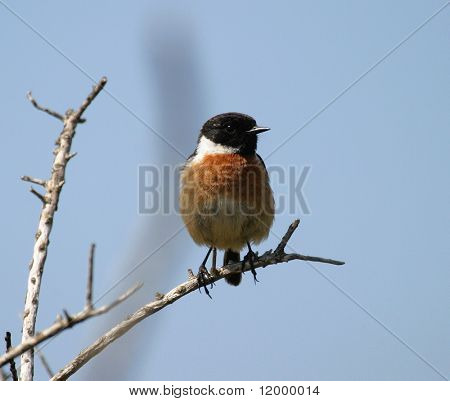 Stonechat, Avrupa