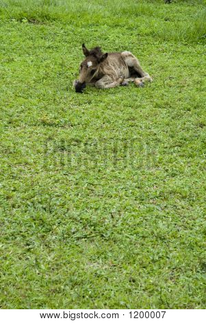Baby paard