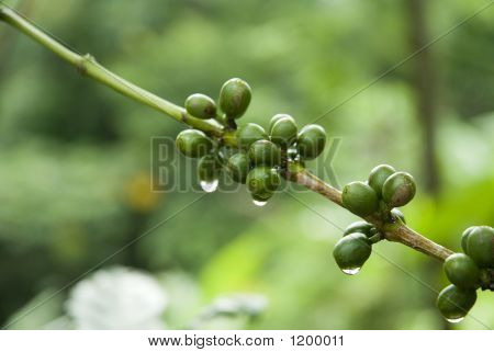 Groene koffiebonen