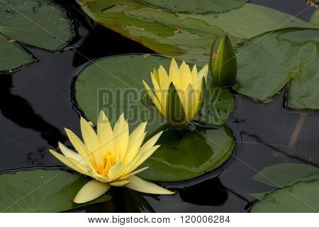 Flower Yellow Lotus