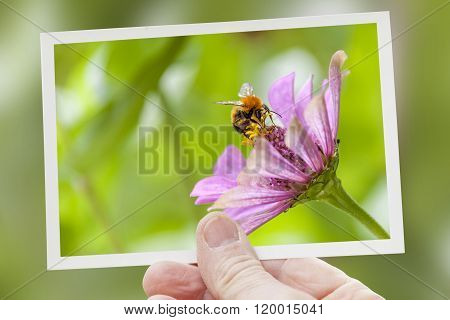 hand shows a shot of bee collecting honey on pink flower