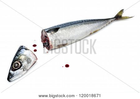 Fresh saba fish head and body with Dripping blood