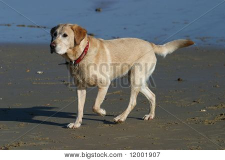 Labrador sahilde