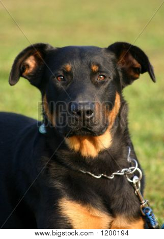 Opmærksomme Beauceron