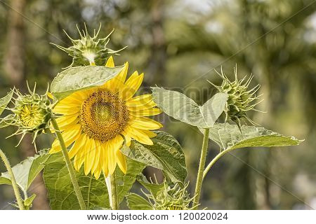 Sunflower