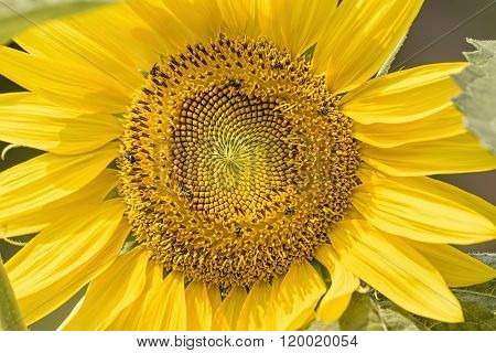 Sunflower