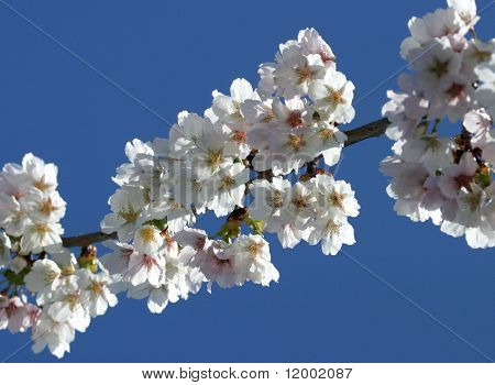 Bella fioritura Cherry Blossom (prunus serrulata)