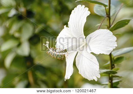 Hibiscus