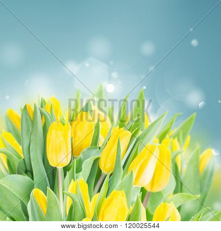 spring narcissus garden
