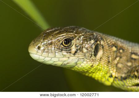 Lucertola close up