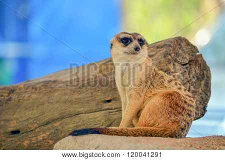 Meerkat