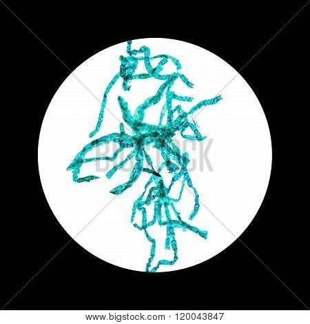 Spirogyra Micrograph