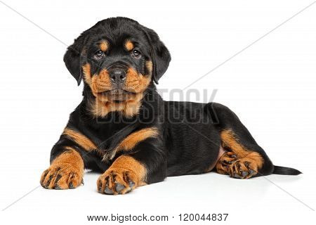 Rottweiler Puppy Lies Down On White