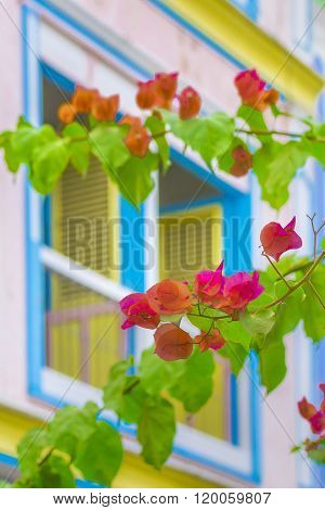 Colored Flowers In Front Ot Windows House