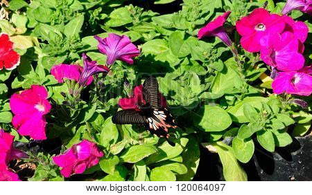 Great Mormon Butterfly