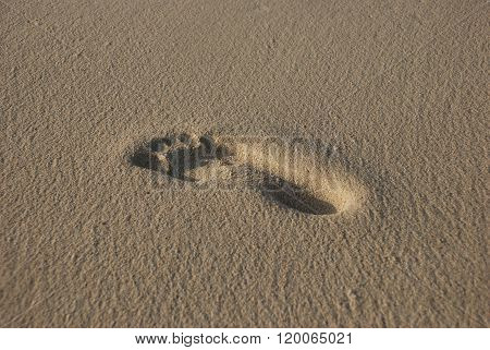 Footprint In Sand