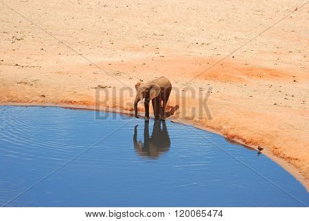Elefant On A Waterhole
