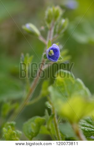 Wood speedwell (Veronica montana)