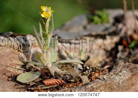 Great mullein (Verbascum thapsus)