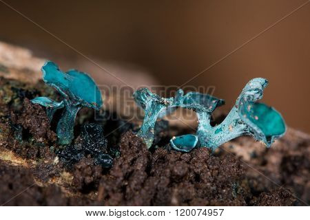 Green Elf Cup Fungus (chlorociboria Aeruginascens).
