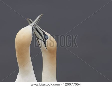 Pair Of Northern Gannet (morus Bassanus) Rubbing Beaks Signaling Harmony And Peace