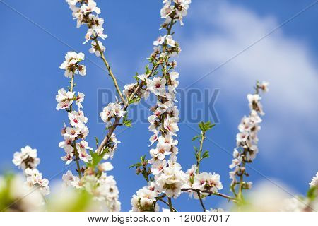 Bramches Of Almond Tree With White Flowers