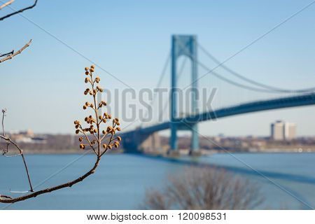 Verrazano-narrows Bridge