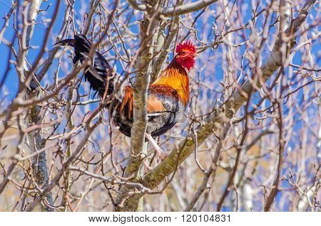 Rooster