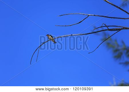 Bird Standing On Branch Of Dead Tree