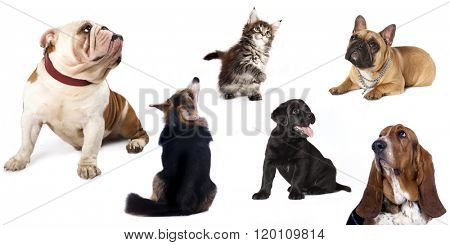  group  of dogs and  cat  look upin white background